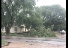 With the rain and wind that hit Northwood this past Saturday morning this tree at the corner of Fourth Ave. North and Highway 65 decided to lose a part of its limbs and take out the stop sign. This tree looks like it was hollow where the tree limb has fallen off the tree.  Last year this same tree had a mushroom growing on it the size of a basketball. 